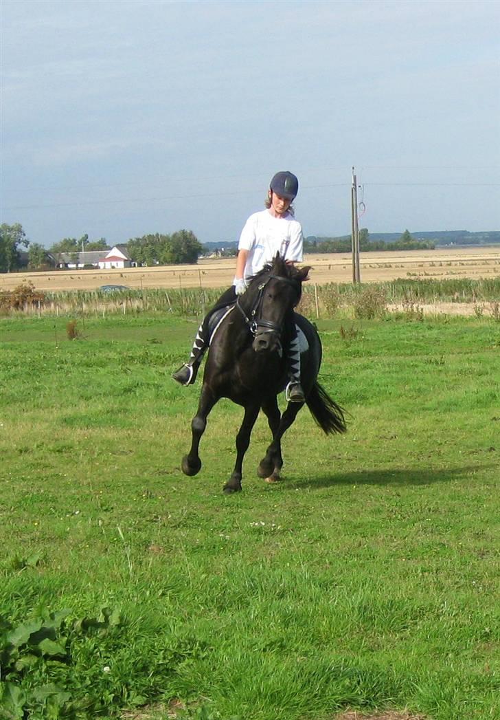 Anden særlig race Casanto - Billede 4 billede 5