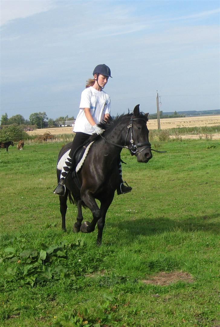 Anden særlig race Casanto - Billede 5 billede 6