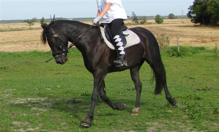 Anden særlig race Casanto - Billede 6 billede 7