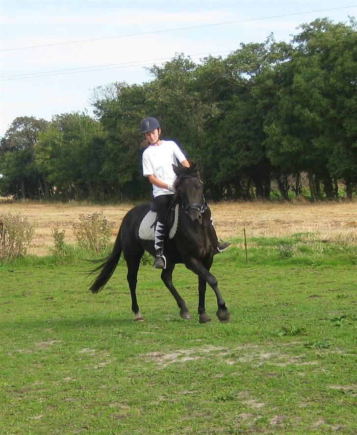 Anden særlig race Casanto - Billede 7 billede 8