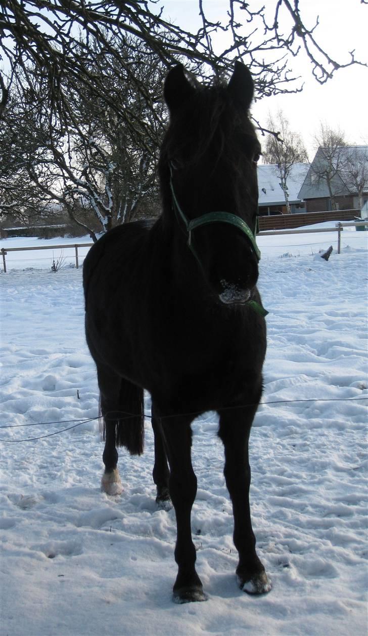 Anden særlig race Casanto - Billede 8 - Nuueh ;D billede 9