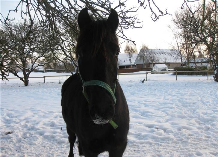 Anden særlig race Casanto - Billede 9 billede 10