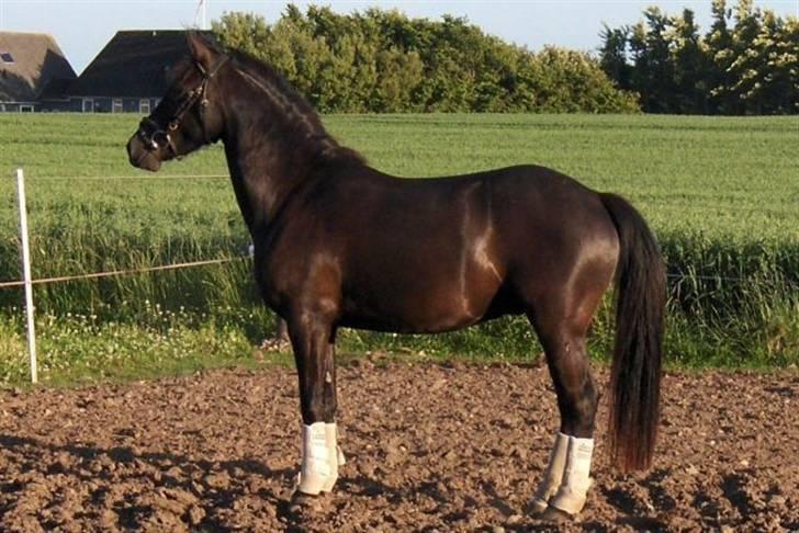 Anden særlig race Casanto - Billede 11 - Hos gamle ejer ;D billede 12