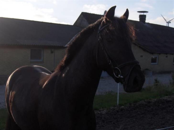 Anden særlig race Casanto - Billede 12 - Hos gamle ejer ;D billede 13