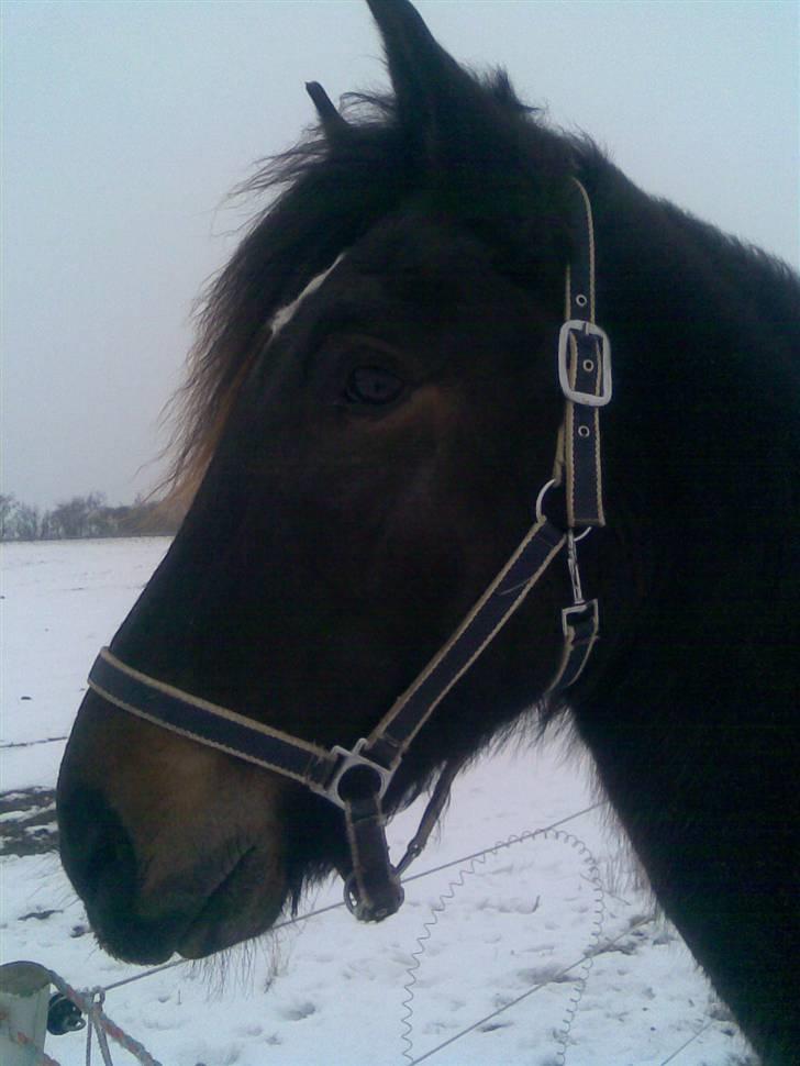 Koldblodstraver domiq billede 1