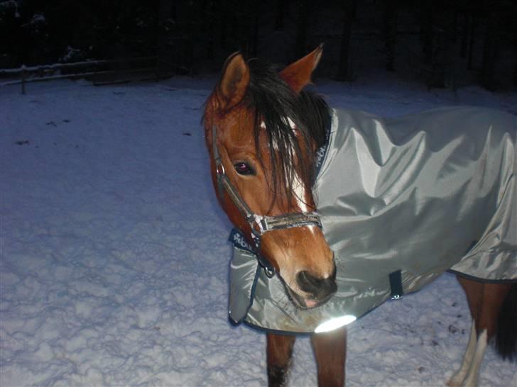 DSP Friis Miss Lavina !  billede 10