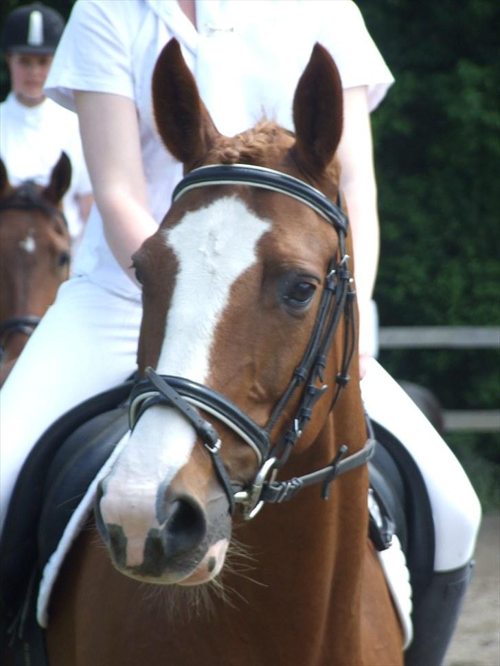 Polsk Varmblod Emma  - min smukke hest jeg elsker dig så højt ! billede 19