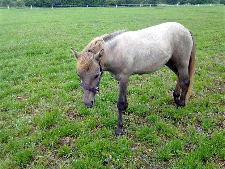 Anden særlig race Breaking Dawn <3 SOLGT - På sommergræs <3 billede 10