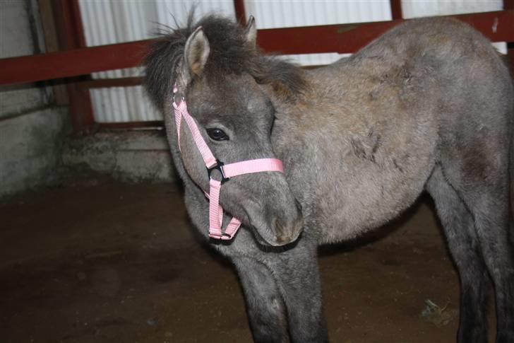 Anden særlig race Breaking Dawn <3 SOLGT billede 11