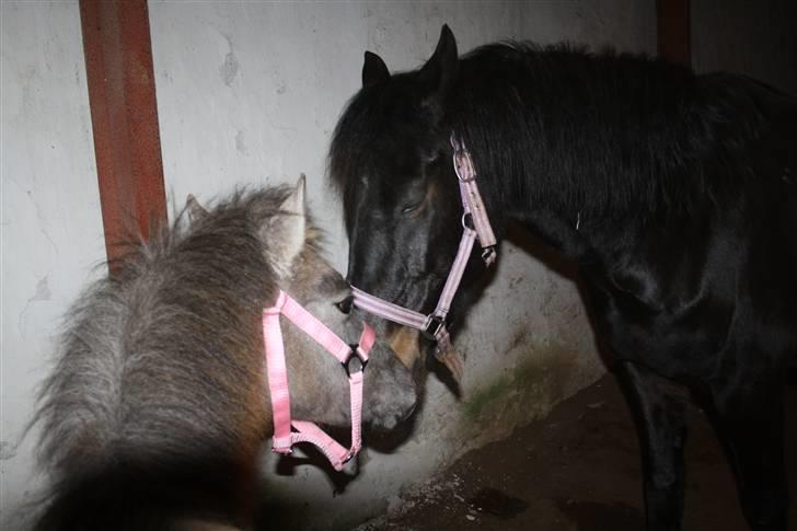 Anden særlig race Breaking Dawn <3 SOLGT billede 12