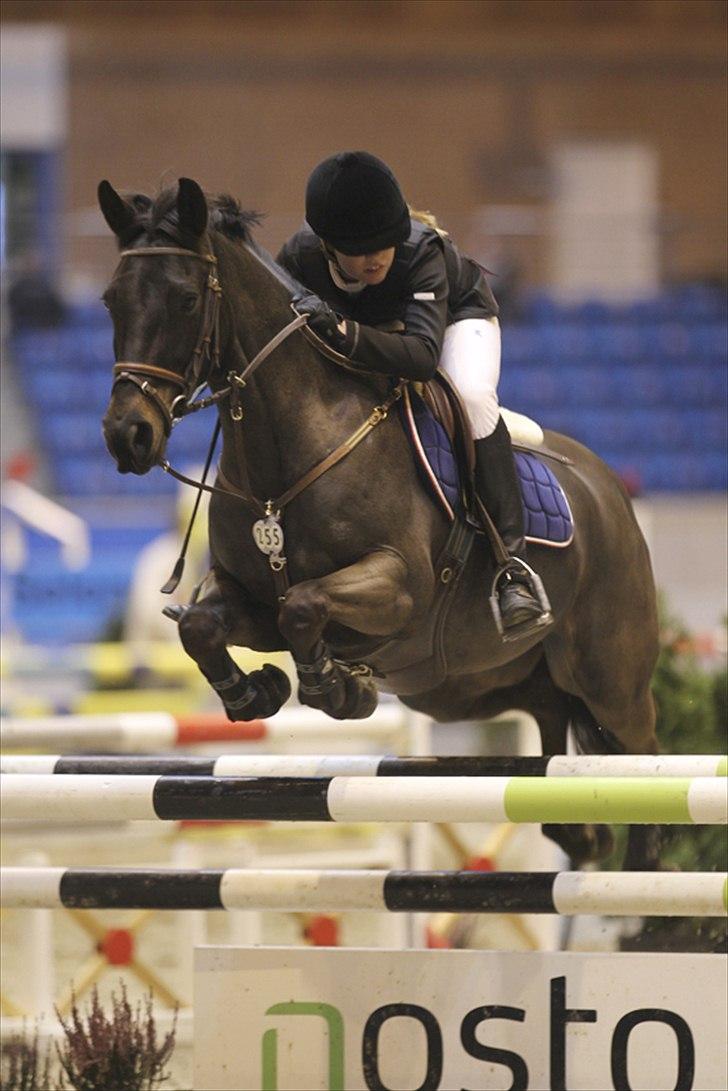 Welsh Pony (sec B) Birkholm's Lars (Gaston) - Baltic Cup - MA* 1. afd. 2011 billede 15