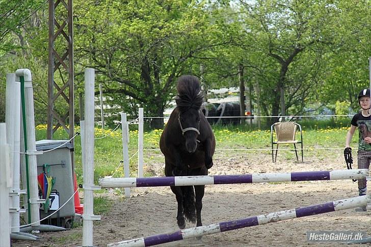 Shetlænder Nikoline <3 (Niko)  - Løsspring med Tossen. her på 70 cm :´) billede 2