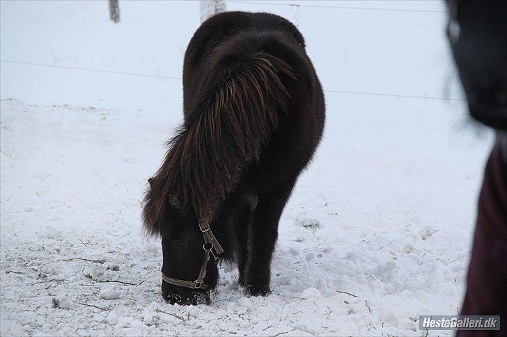 Shetlænder Nikoline <3 (Niko)  - Niko i sneen år  22. dec. 2010! (: FOTO: Hvis noogle skulel være i tvivl, så er det JoSe (:  billede 3