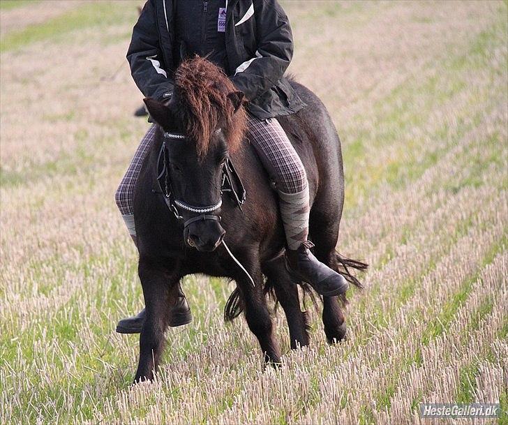 Shetlænder Nikoline <3 (Niko)  - haha. Niko er evt. lidt utålmodig? :b  billede 4