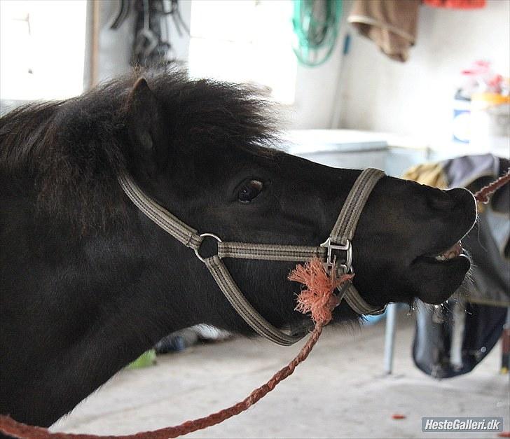 Shetlænder Nikoline <3 (Niko)  - GRIN :D billede 5