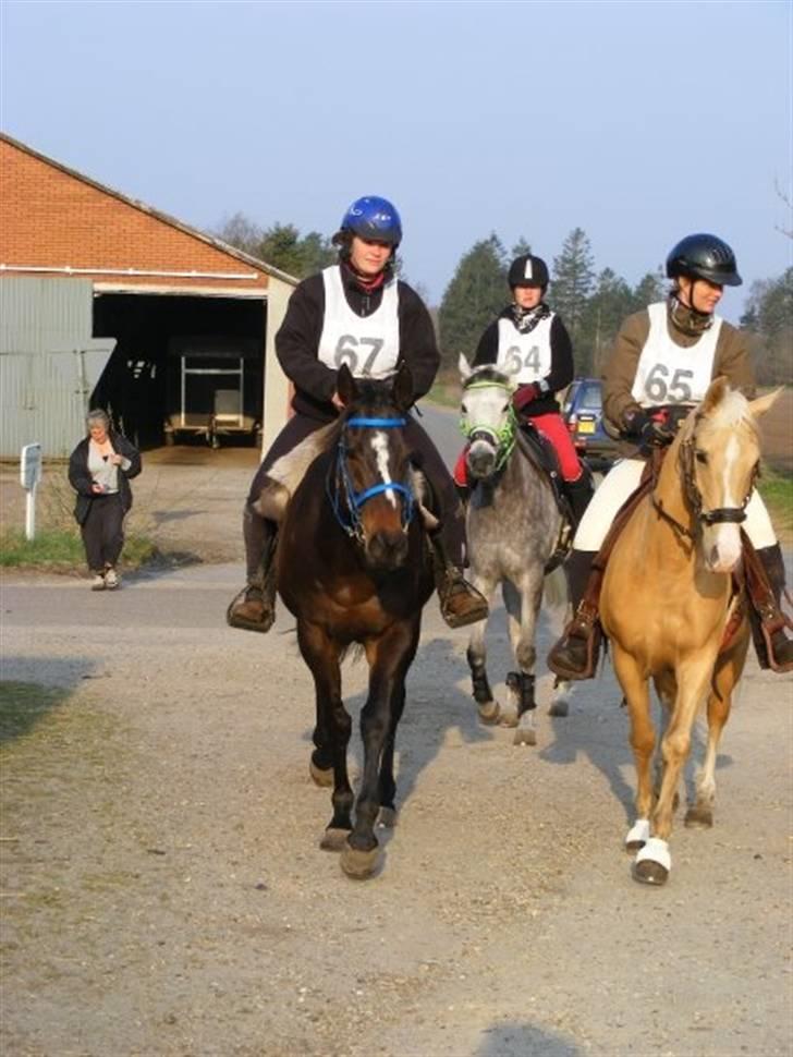 Fuldblod (XX) Killroy billede 12