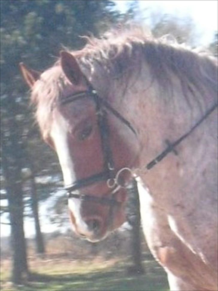 Highland Pony Stardust SOLGT - Dressur og stjerne drengen billede 1
