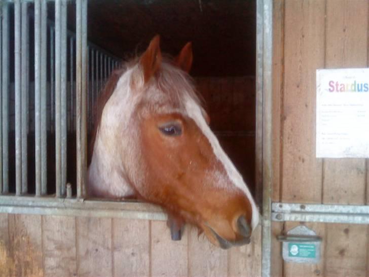 Highland Pony Stardust SOLGT billede 2