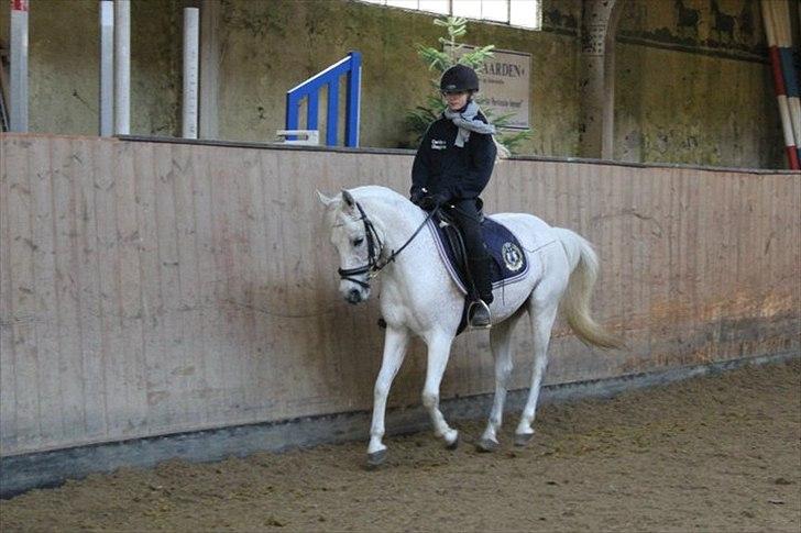 Anden særlig race Chapplin. SOLGT - dressur med caroline, chapplins nye ejer. taget af mig. billede 15