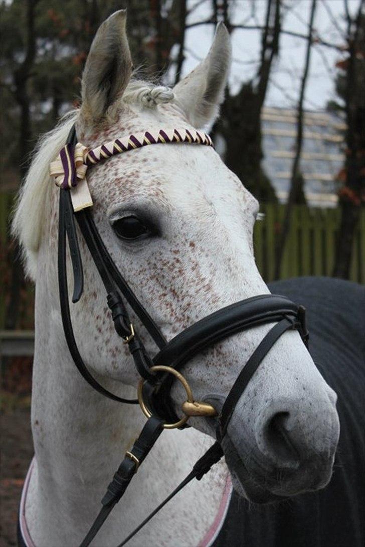 Anden særlig race Chapplin. SOLGT - Chapplin som model, for WHYMA. all rights reserved. -billedet er taget af mig. billede 16