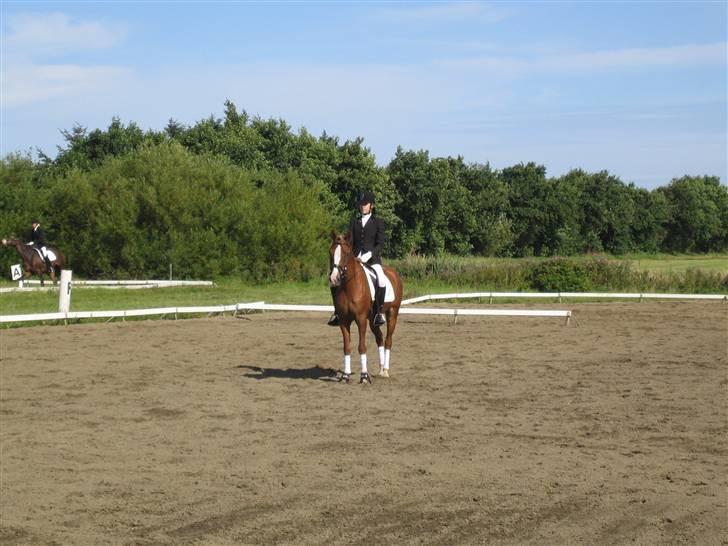 Welsh Pony af Cob-type (sec C) Leurhoeve's Justin  - 19# stævne i nordthy<33 billede 19