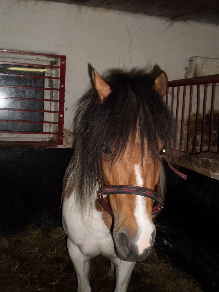 Anden særlig race Emma (Solgt) - Velkommen til Emma´s profil håber i syndtes godt om hende<3 billede 1