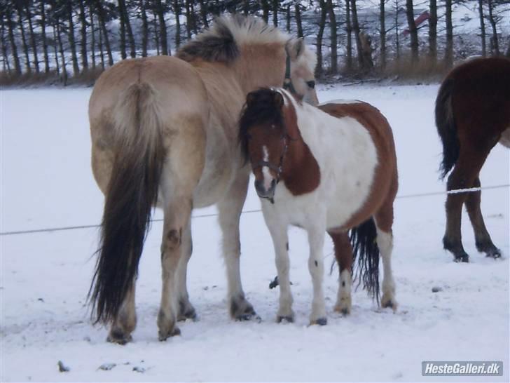 Anden særlig race Emma (Solgt) - Hygge med Tulle på fold<3 billede 3