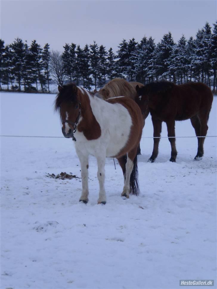 Anden særlig race Emma (Solgt) - På fold<3 billede 4