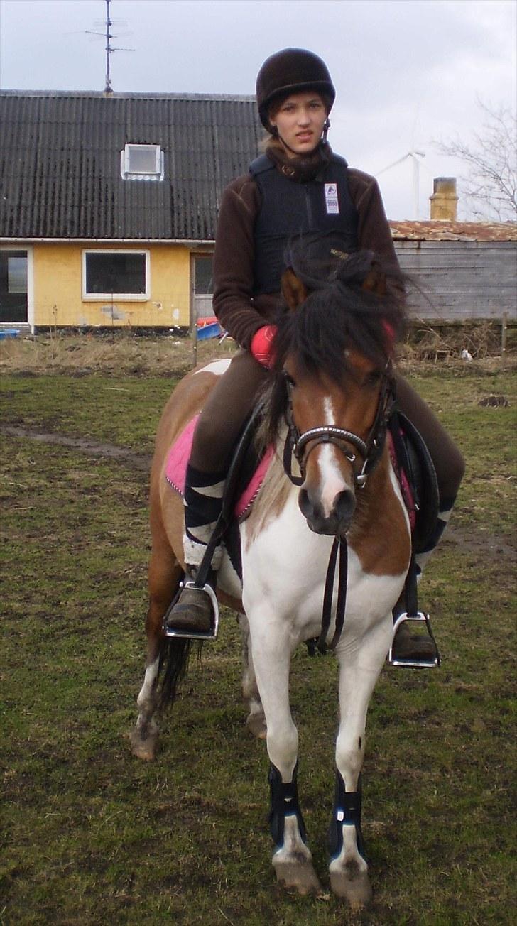 Anden særlig race Emma (Solgt) - Genoptræning efter at have fået føl<3 billede 5