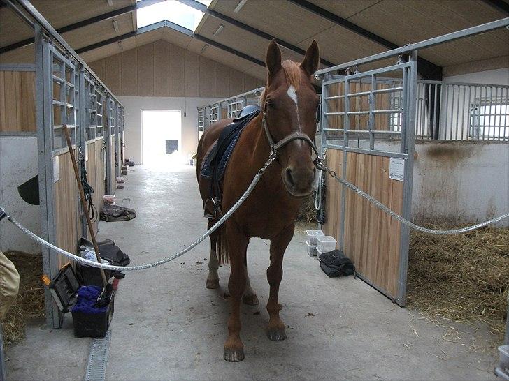 Dansk Varmblod Moonlight billede 20