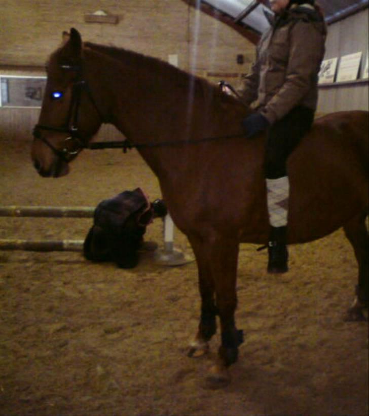Anden særlig race coco chanel. R.I.P - min coco!:)<3. billede 9