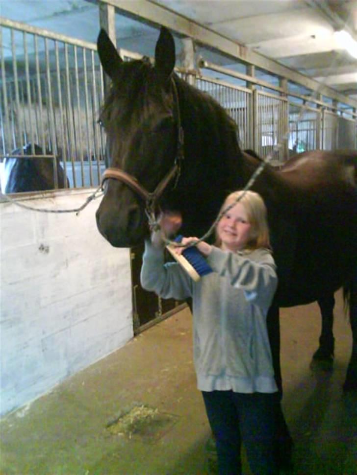 Merens de Cheval  smukke grillon  billede 3