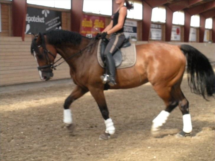 Dansk Varmblod Leandro T   ***Solgt*** billede 16