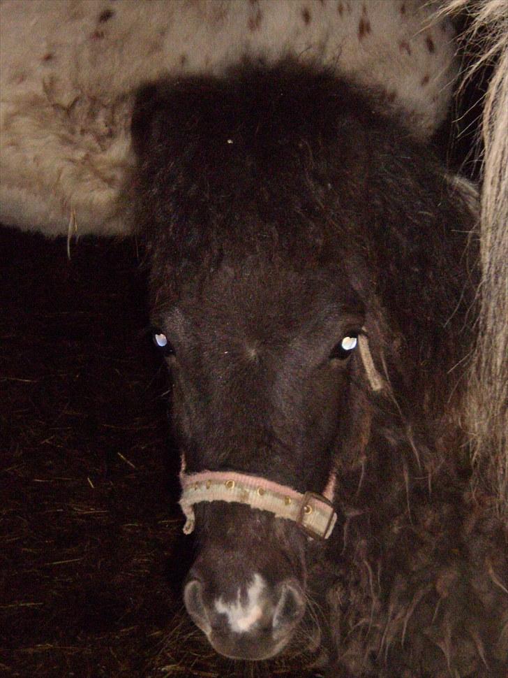 Anden særlig race Østermarkens Grisling sol - Velkommen til Grislings profil håber i syntes godt om ham<3 billede 1