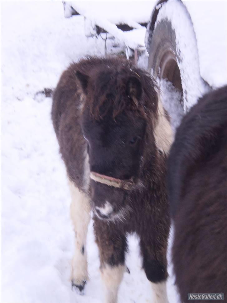 Anden særlig race Østermarkens Grisling sol - På fold<3 billede 2