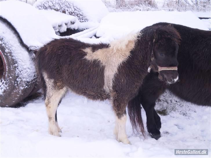 Anden særlig race Østermarkens Grisling sol - På fold efter der har sneet<3 billede 3