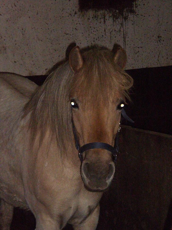 Anden særlig race Amira *SOLGT* - Velkommen til Amira´s profil håber i syntes godt om hende<3 billede 1