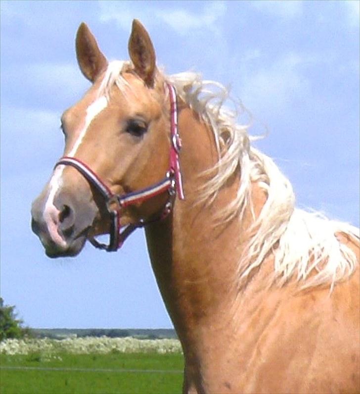 Palomino *R.I.P* Dreamhorse's Lysander billede 1