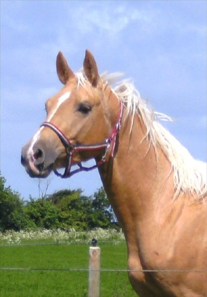 Palomino *R.I.P* Dreamhorse's Lysander billede 9