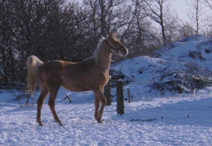 Palomino *R.I.P* Dreamhorse's Lysander billede 10