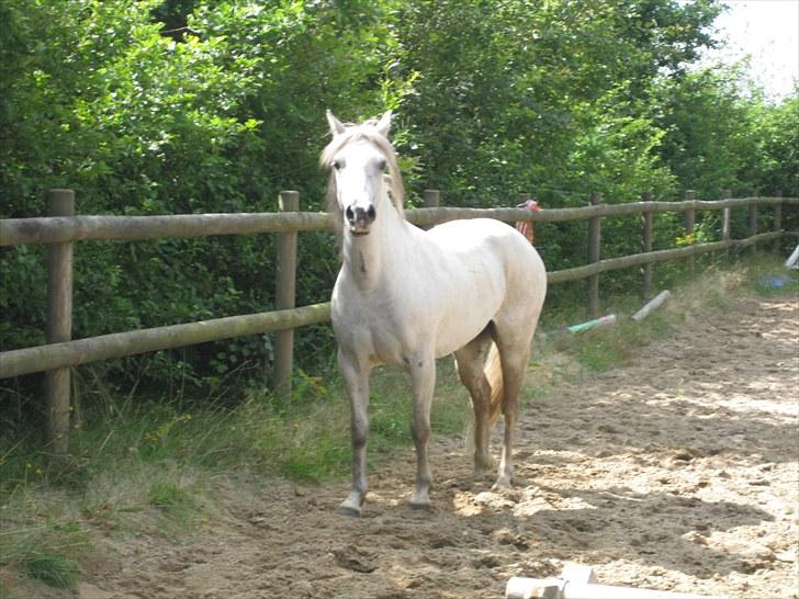 Anden særlig race Mille billede 9