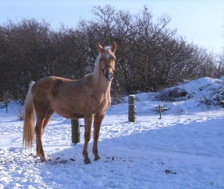 Palomino *R.I.P* Dreamhorse's Lysander billede 11