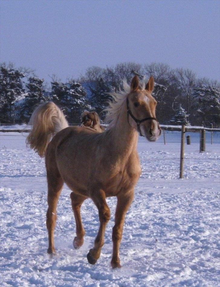 Palomino *R.I.P* Dreamhorse's Lysander billede 12