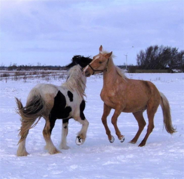 Palomino *R.I.P* Dreamhorse's Lysander billede 13