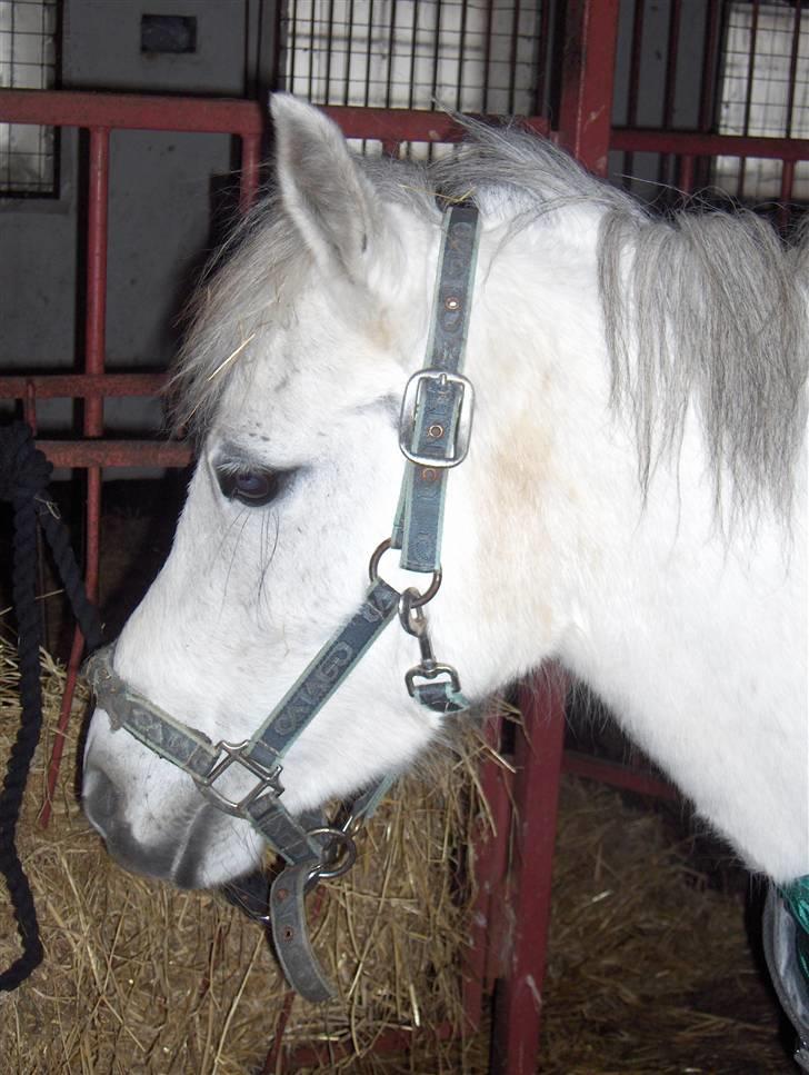 Anden særlig race Mille - Mille mus <3 billede 11