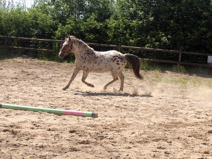 Knabstrupper Murphy *Min basse* <3 - Murphy 2 år billede 11
