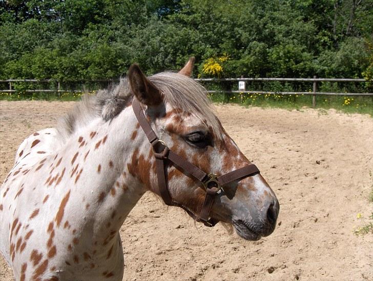 Knabstrupper Murphy *Min basse* <3 - Murphy 2 år billede 14