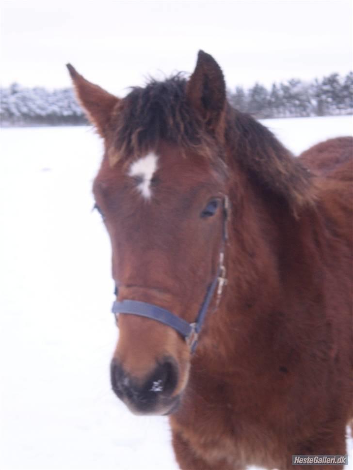 Anden særlig race Østermarkens Macoy - Velkommen til Macoy´s profil håber i syntes godt om ham<3 billede 1