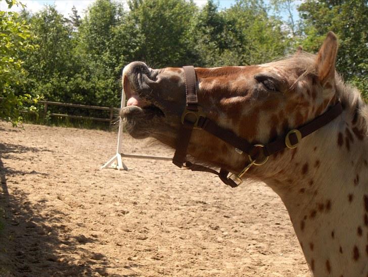 Knabstrupper Murphy *Min basse* <3 - Murphy 2 år billede 15