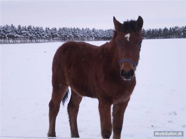 Anden særlig race Østermarkens Macoy - På en meget hvid fold<3 billede 2